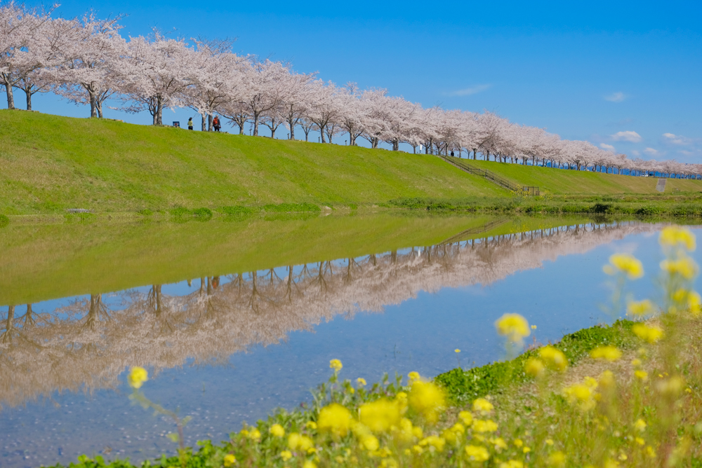 おの桜づつみ回廊(小野市)