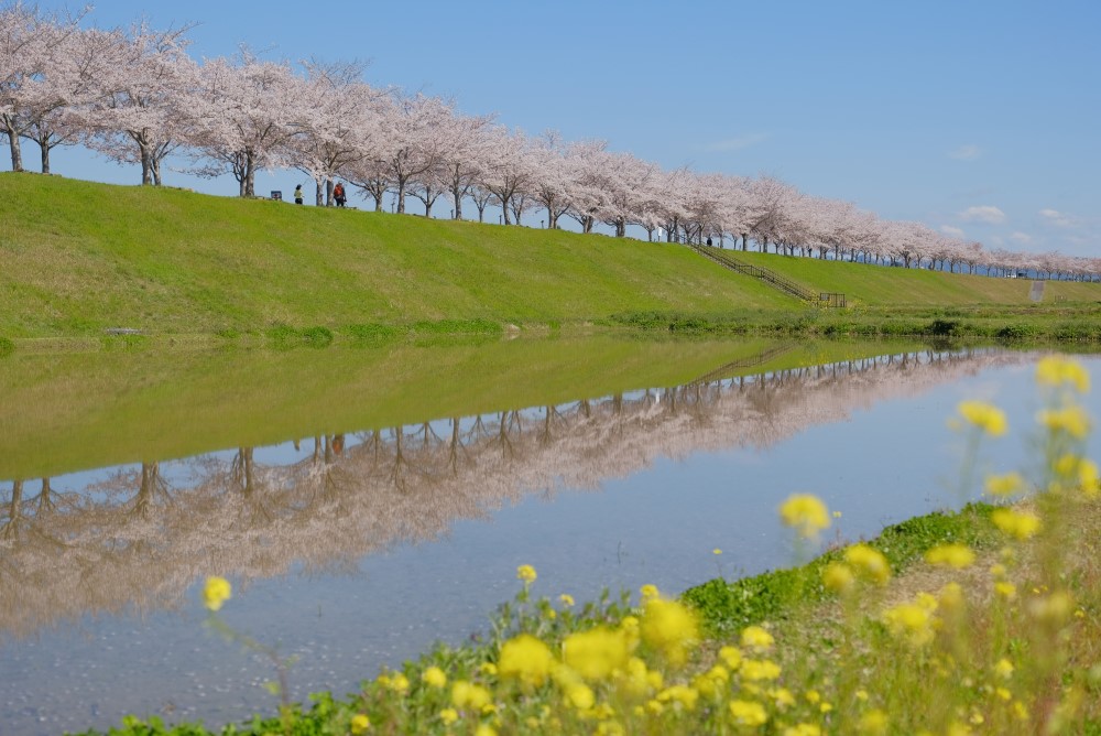 おの桜づつみ回廊