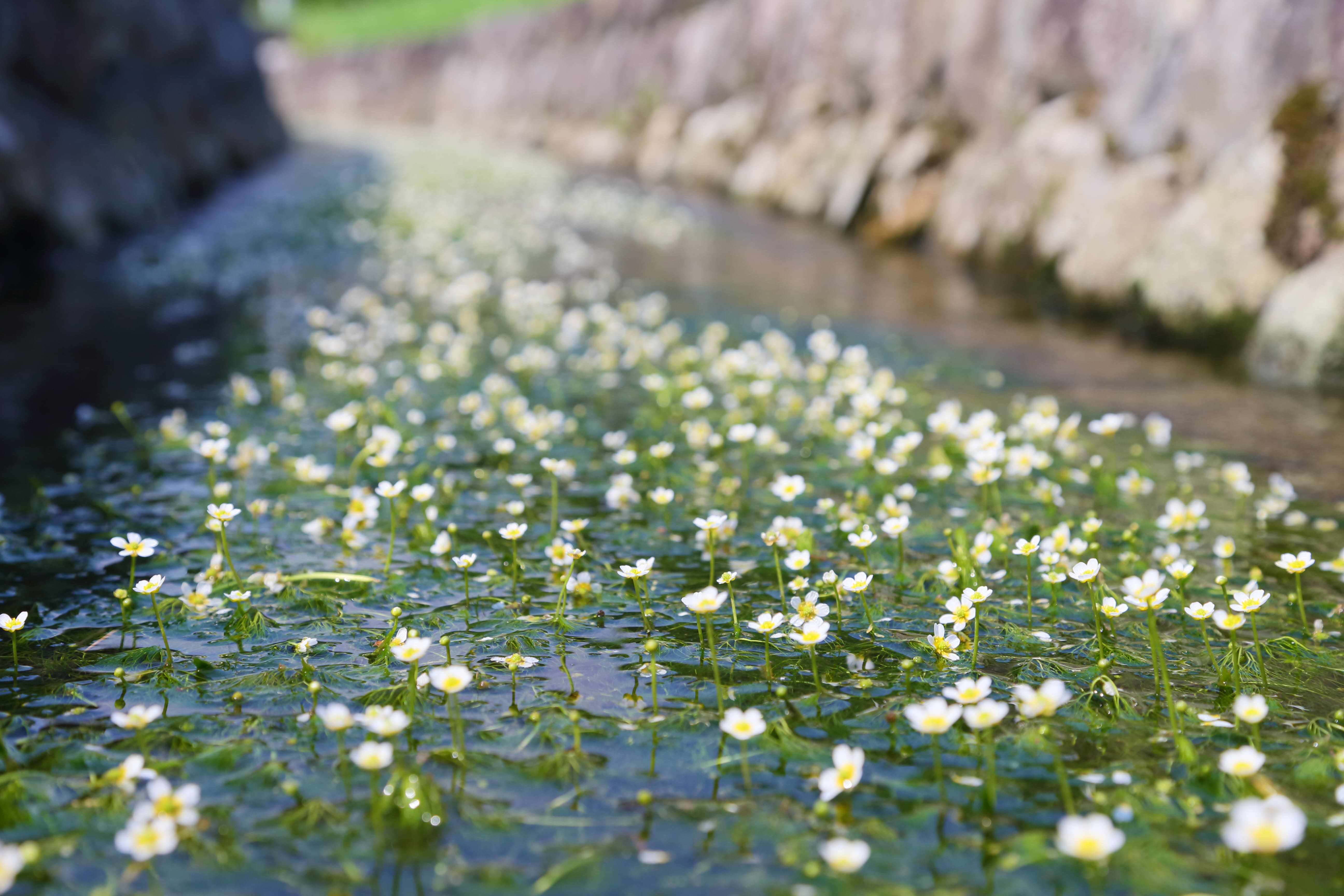 大袋の梅花藻