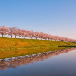 小野桜づつみ回廊