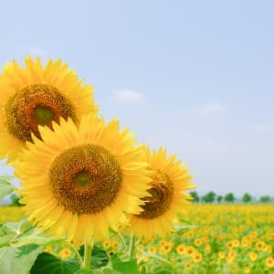 ひまわりの丘公園